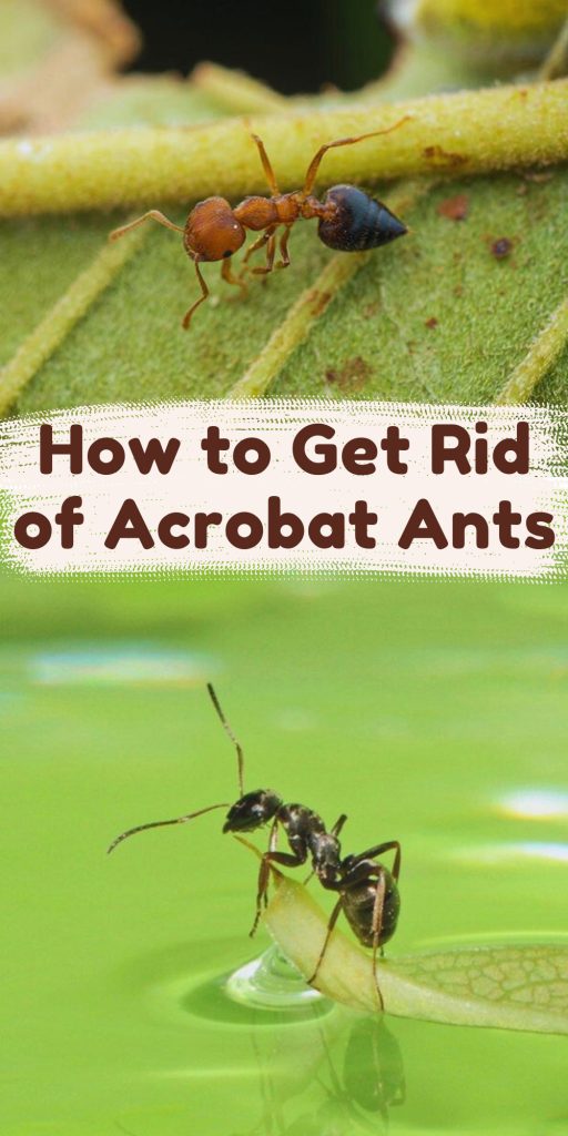 Get Rid of Acrobat Ants