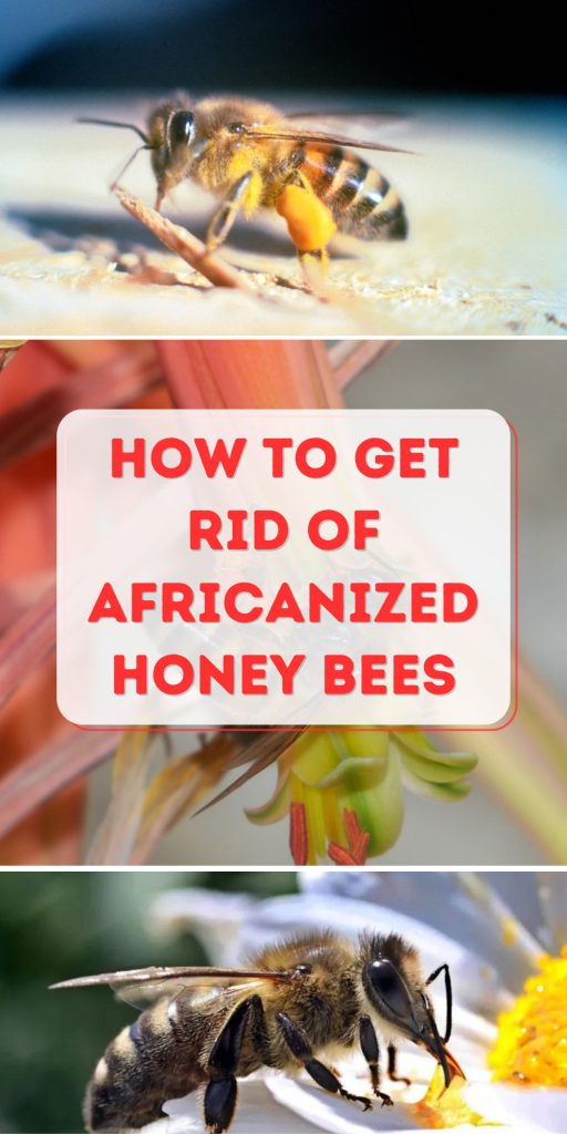 Get Rid of Africanized Honey Bees