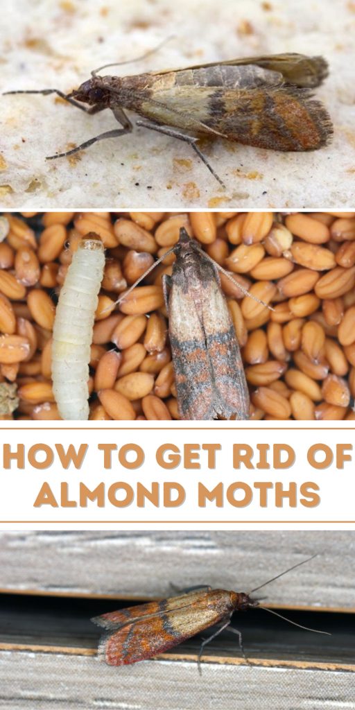 Get Rid of Almond Moths