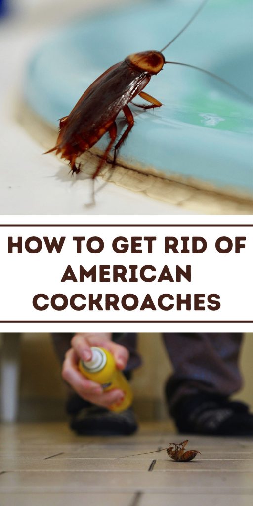 Get Rid of American Cockroaches