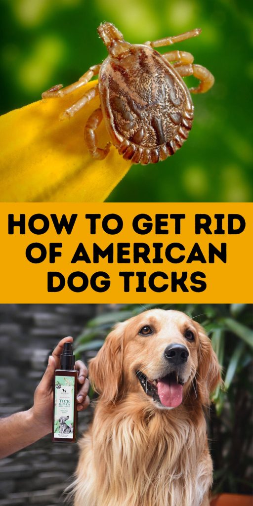 Get Rid of American Dog Ticks