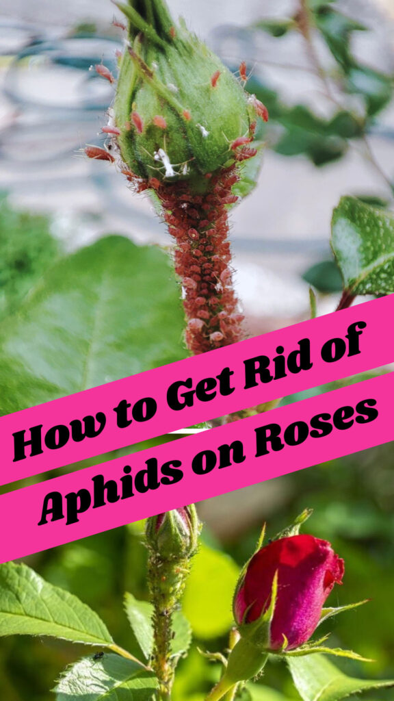 Get Rid of Aphids on Roses