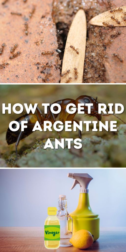 Get Rid of Argentine Ants