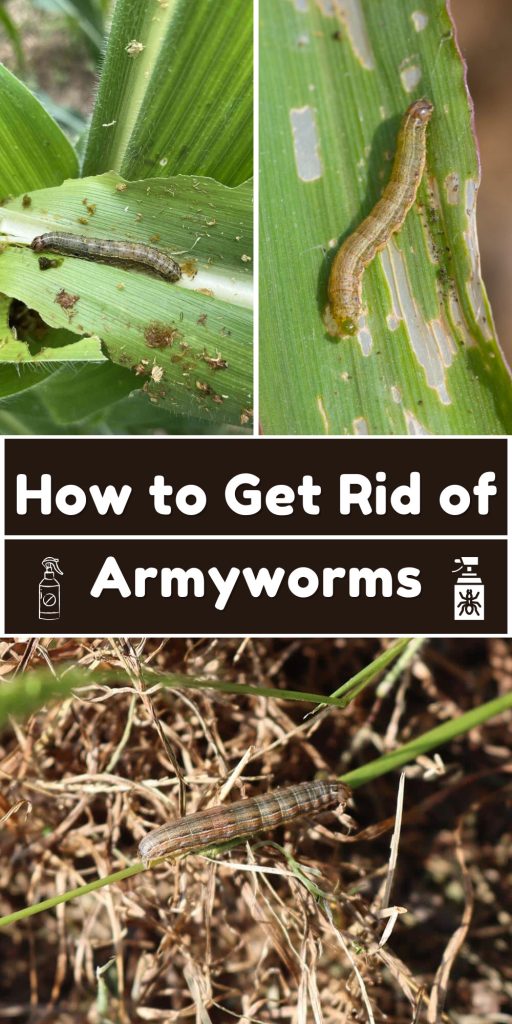 Get Rid of Armyworms