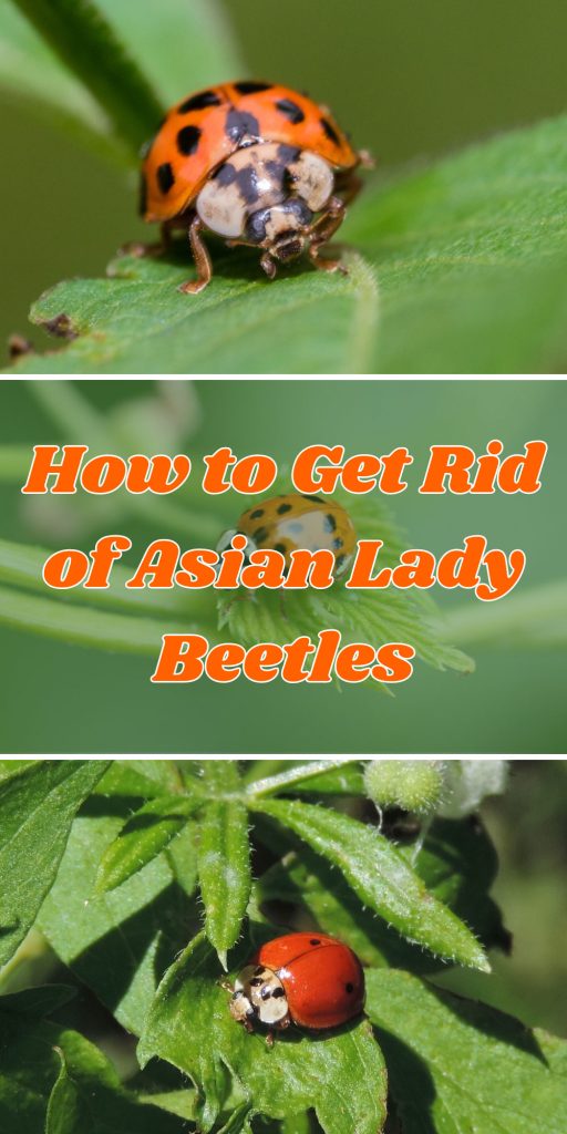 Get Rid of Asian Lady Beetles