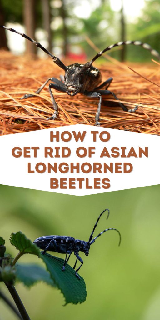 Get Rid of Asian Longhorned Beetles