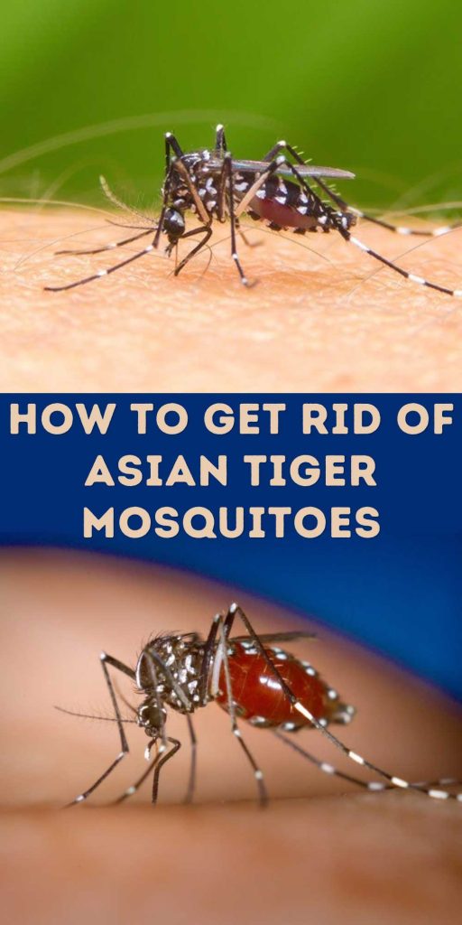 Get Rid of Asian Tiger Mosquitoes