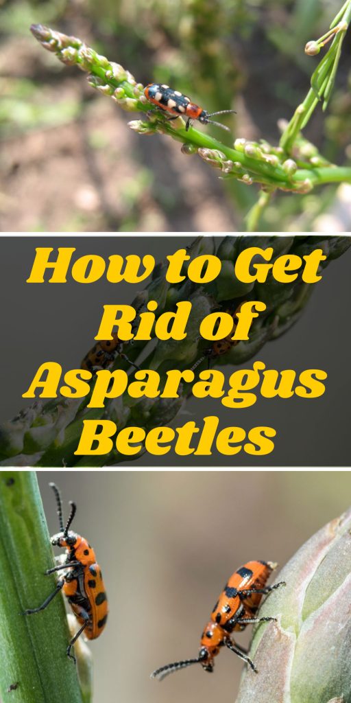 Get Rid of Asparagus Beetles