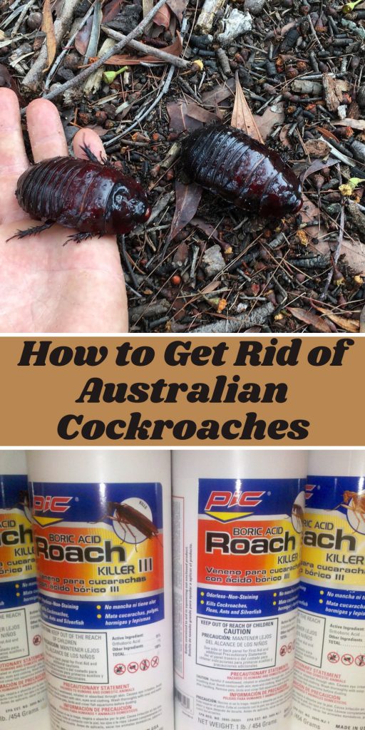 Get Rid of Australian Cockroaches