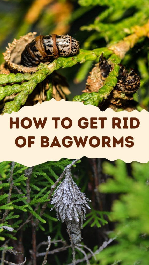 Get Rid of Bagworms