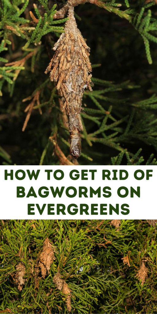 Get Rid of Bagworms on Evergreens