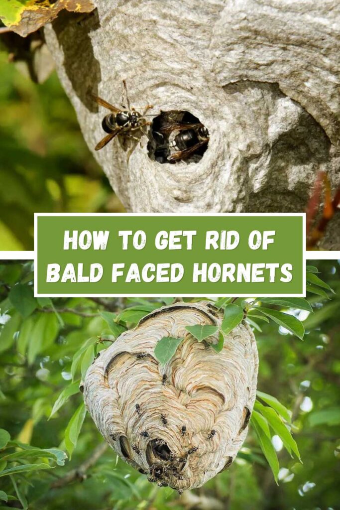 Get Rid of Bald Faced Hornets