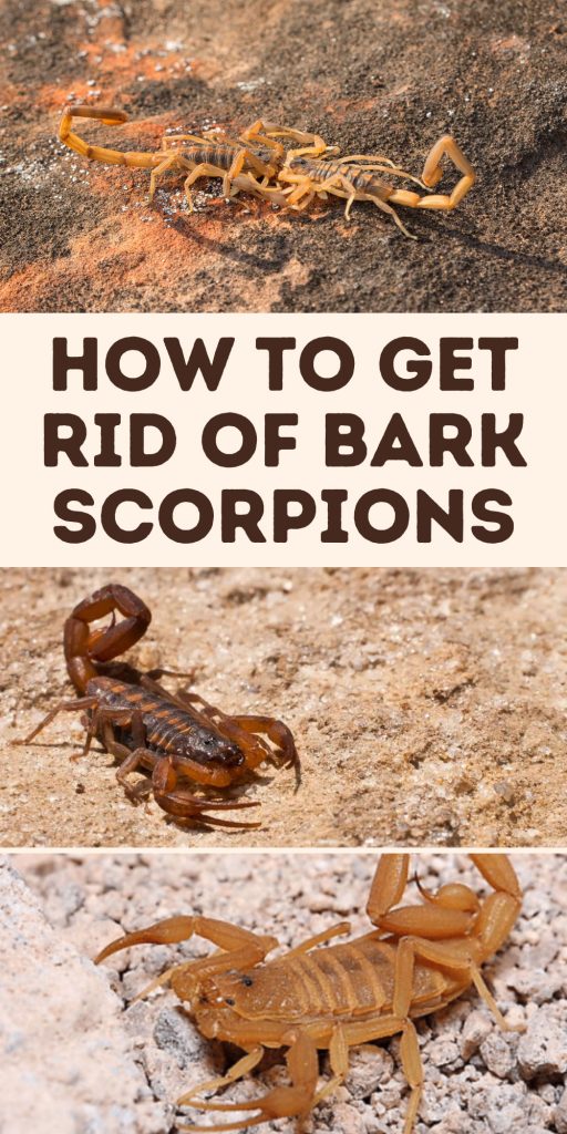 Get Rid of Bark Scorpions