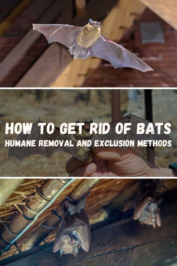 Get Rid of Bats