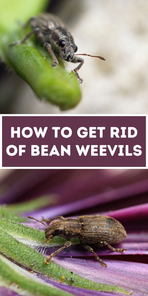 Get Rid of Bean Weevils