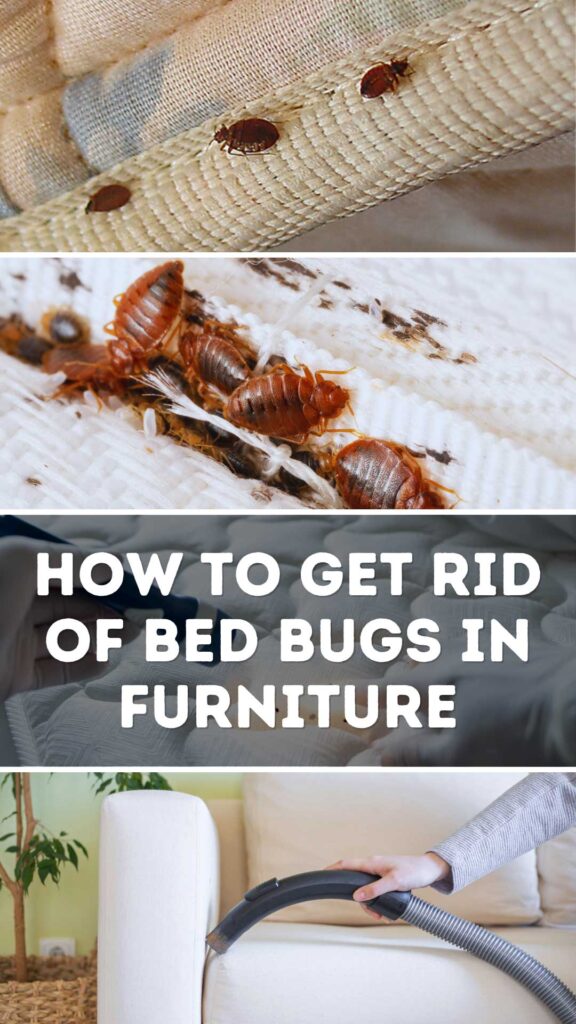 Get Rid of Bed Bugs in Furniture