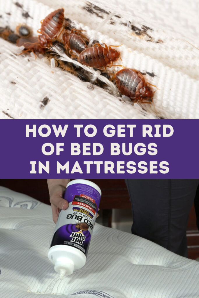 Get Rid of Bed Bugs in Mattresses