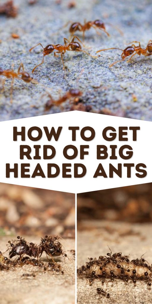 How to Get Rid of Big Headed Ants