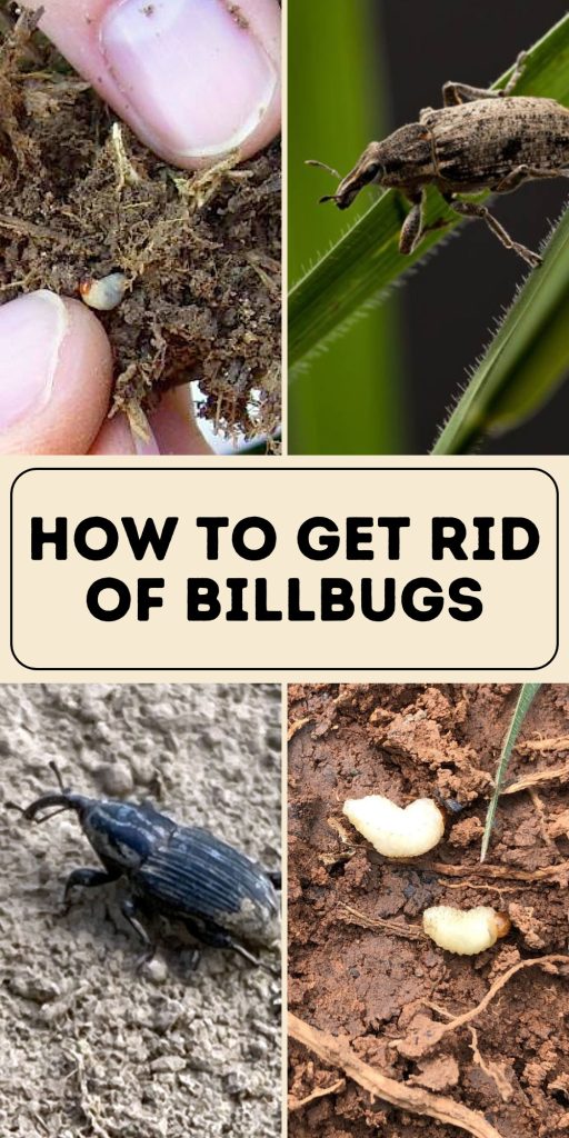 Get Rid of Billbugs