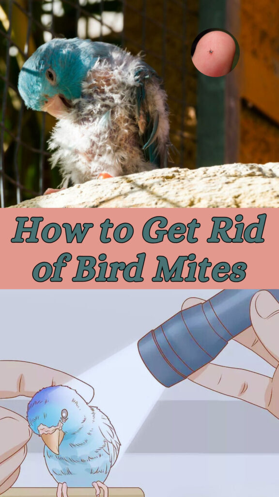 Get Rid of Bird Mites