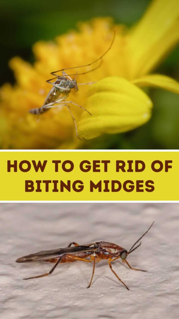 Get Rid of Biting Midges