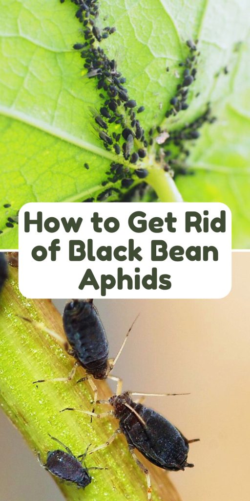 Get Rid of Black Bean Aphids