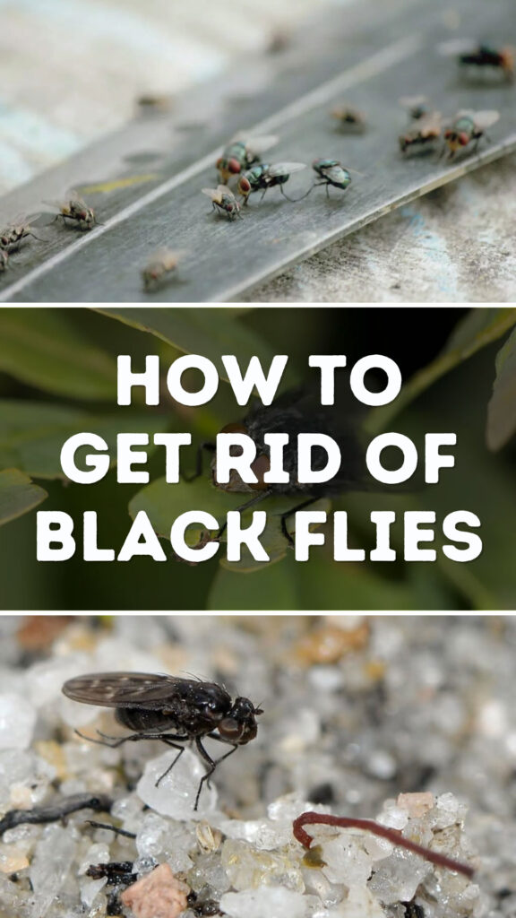 Get Rid of Black Flies