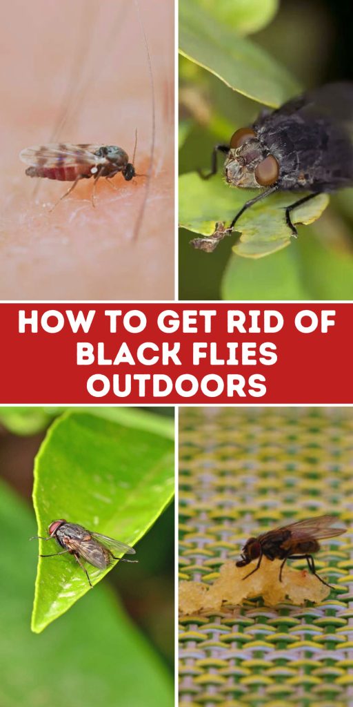 Get Rid of Black Flies Outdoors