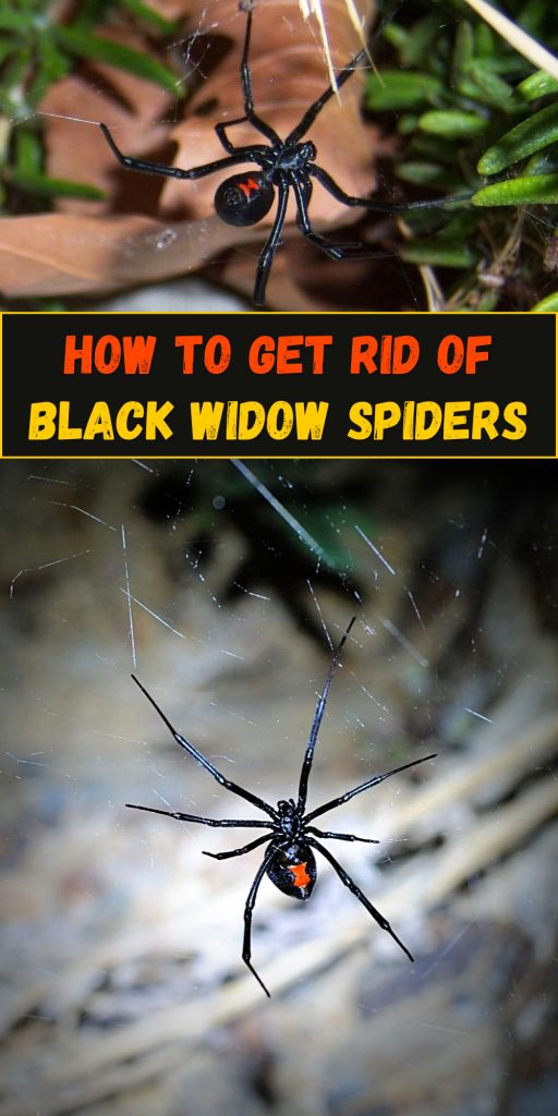 Get Rid of Black Widow Spiders