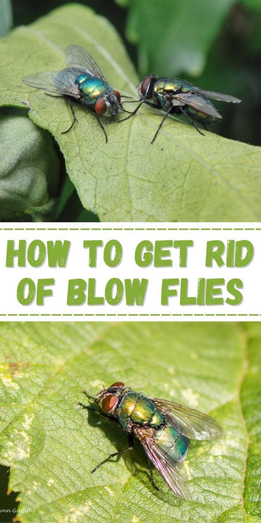 Get Rid of Blow Flies