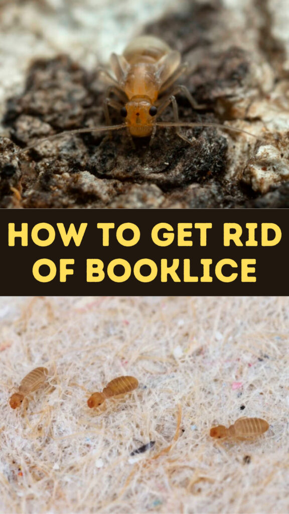 Get Rid of Booklice