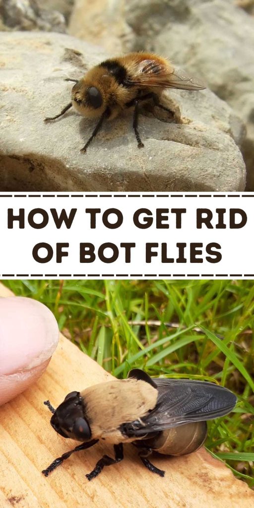 Get Rid of Bot Flies