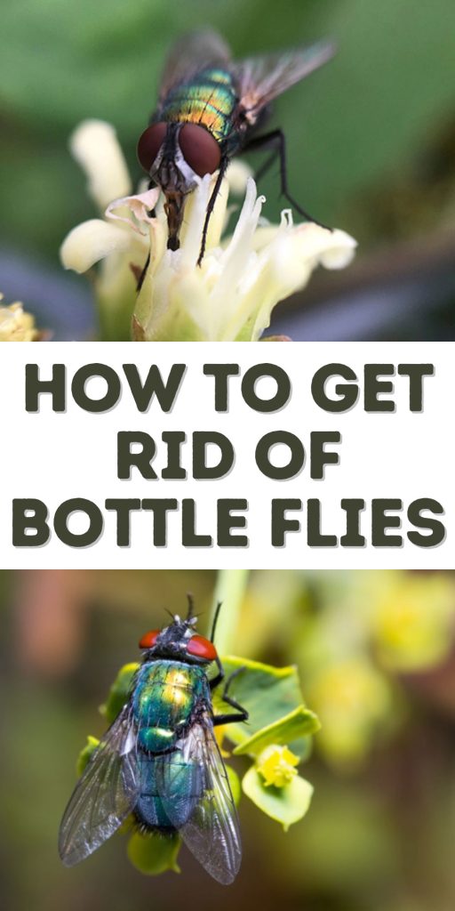 How to Get Rid of Bottle Flies