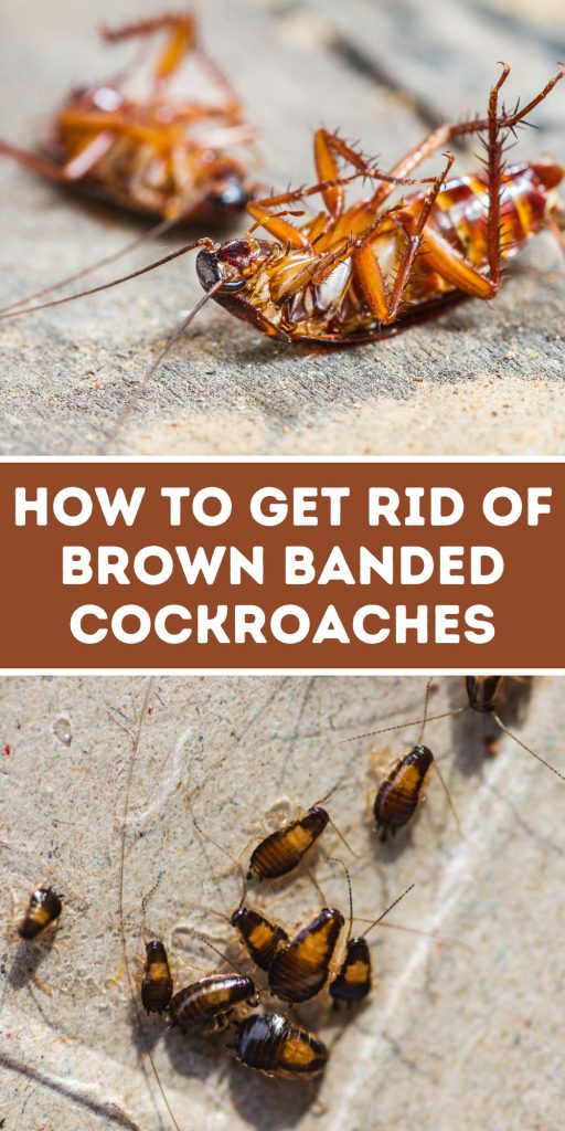 Get Rid of Brown Banded Cockroaches