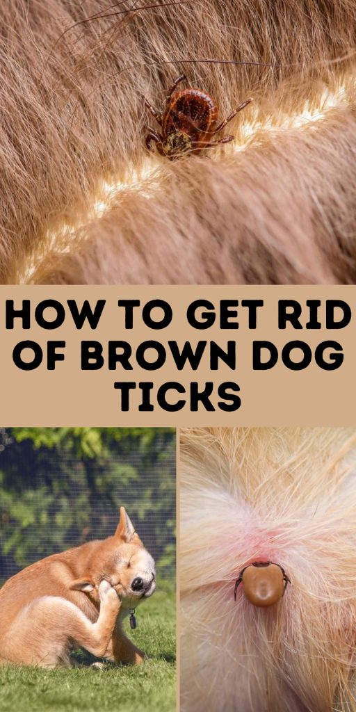 Get Rid of Brown Dog Ticks