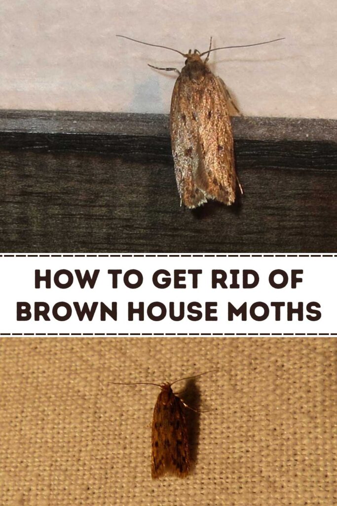 Get Rid of Brown House Moths