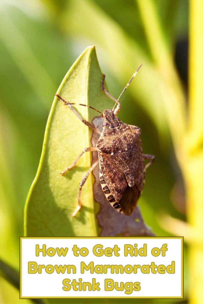 Get Rid of Brown Marmorated Stink Bugs