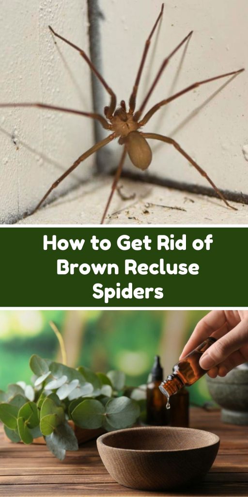 Get Rid of Brown Recluse Spiders