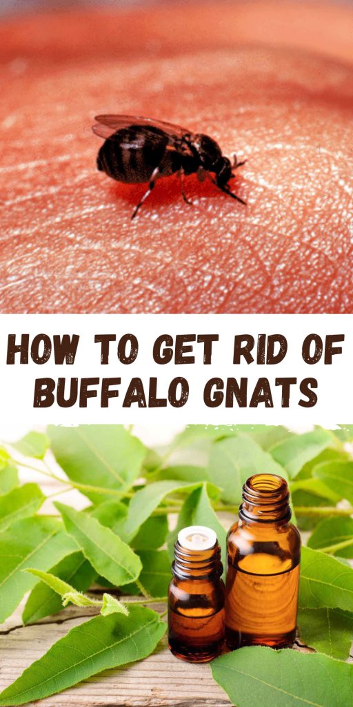 Get Rid of Buffalo Gnats