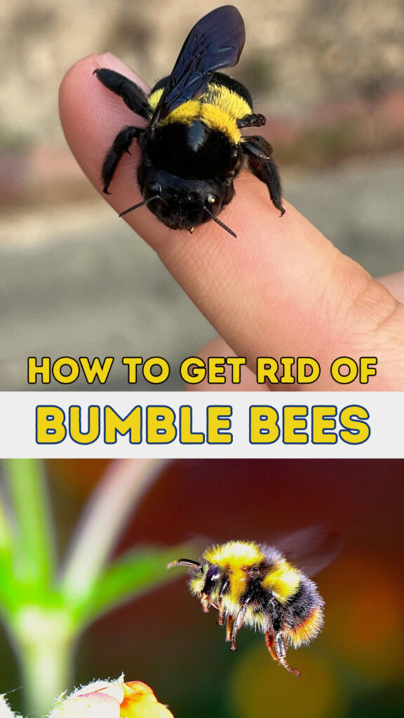 Get Rid of Bumble Bees