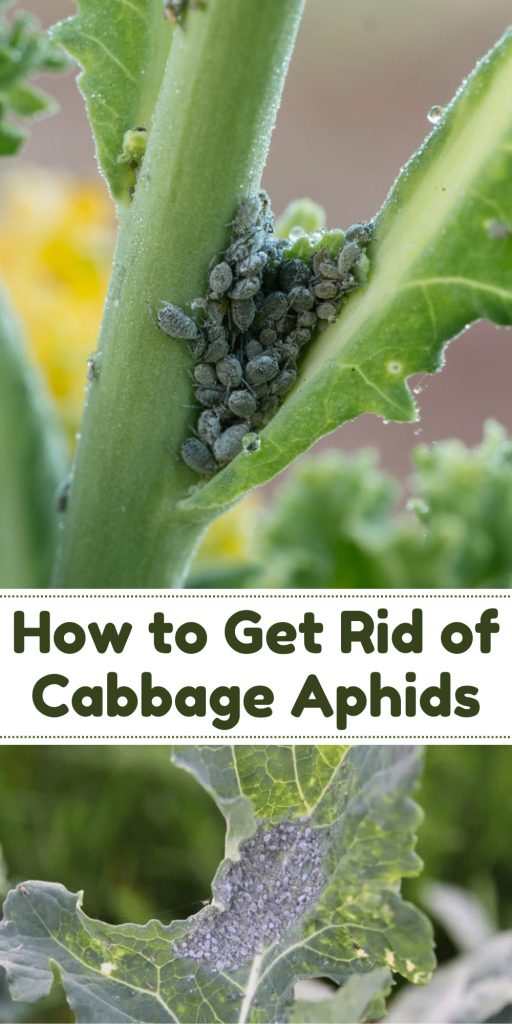 Get Rid of Cabbage Aphids