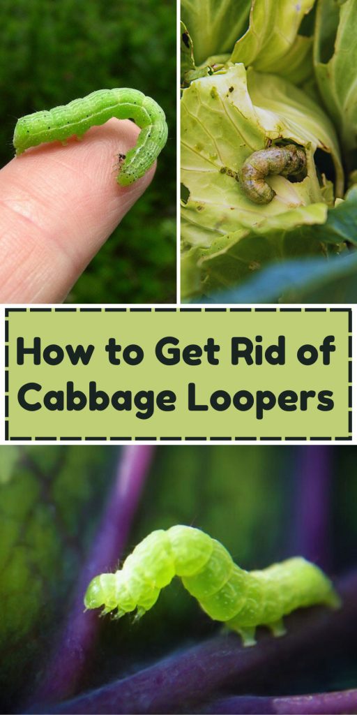 Get Rid of Cabbage Loopers