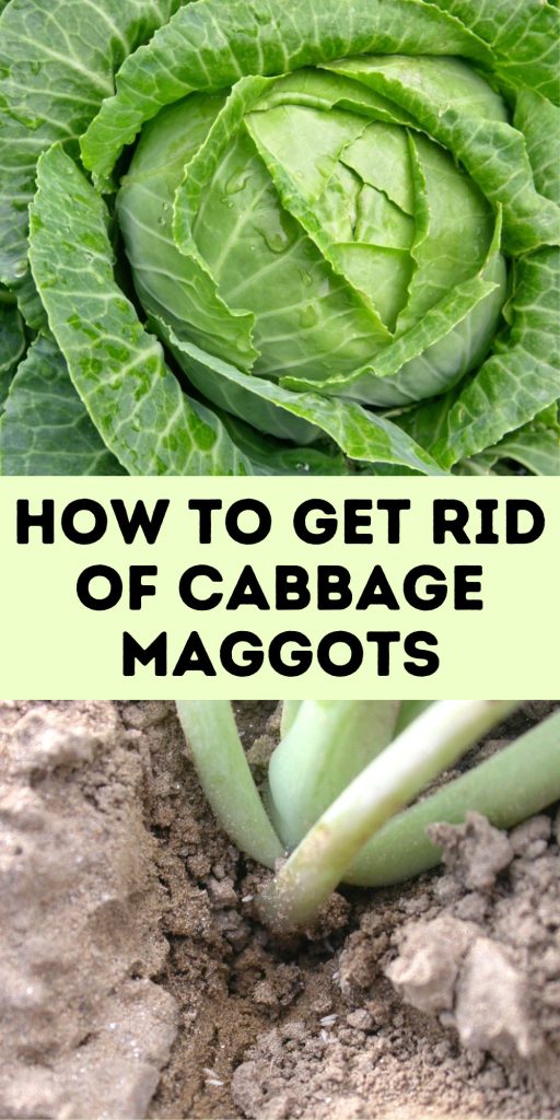 Get Rid of Cabbage Maggots