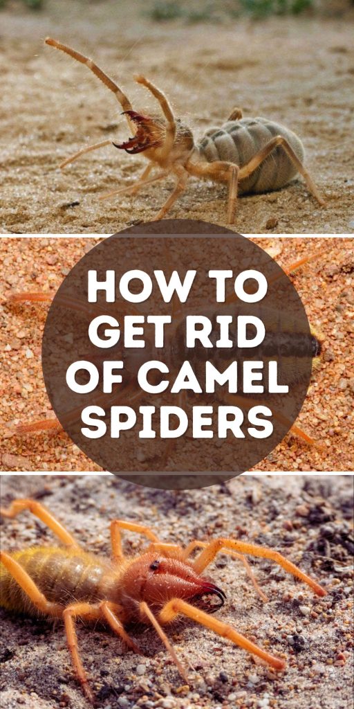 Get Rid of Camel Spiders