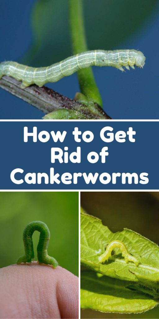 Get Rid of Cankerworms