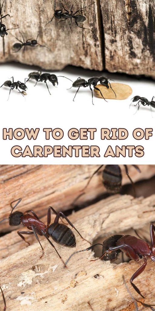 Get Rid of Carpenter Ants