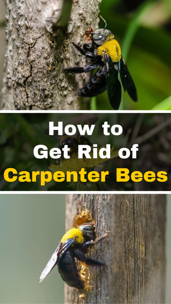 Get Rid of Carpenter Bees