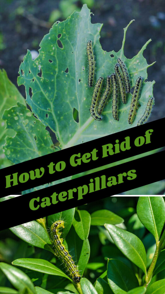 Get Rid of Caterpillars