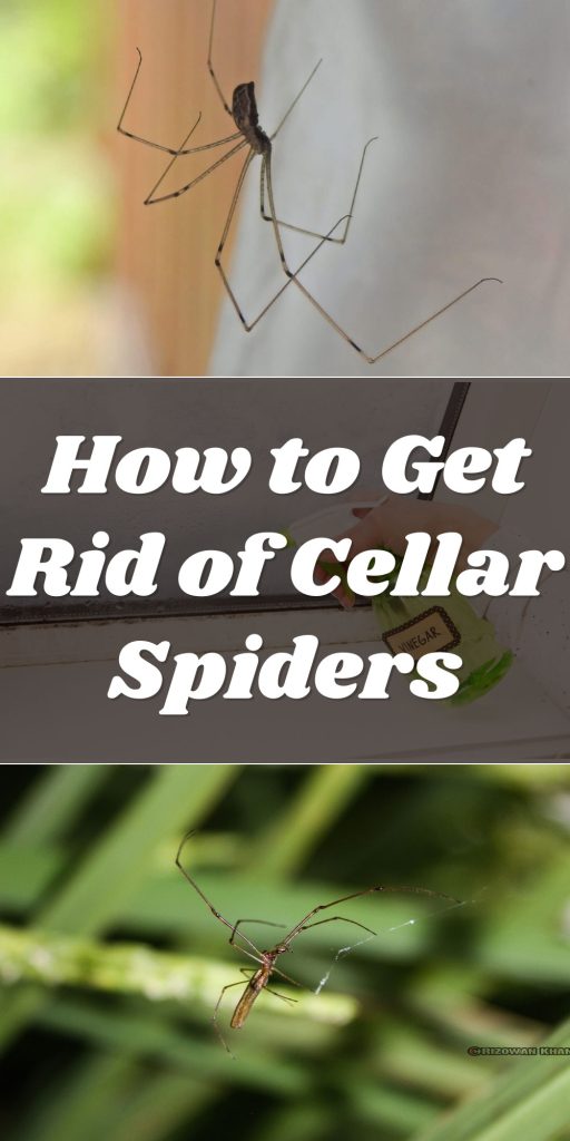 Get Rid of Cellar Spiders