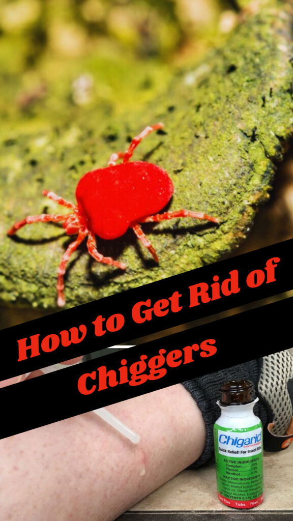 Get Rid of Chiggers